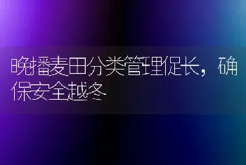 晚播麦田分类管理促长,确保安全越冬