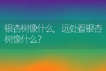 银杏树像什么