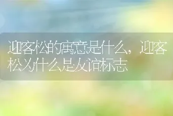 迎客松的寓意是什么