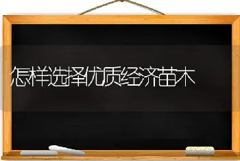 怎样选择优质经济苗木