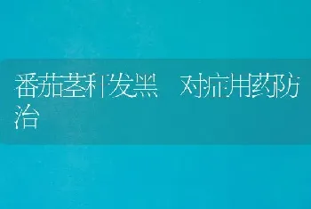 番茄茎秆发黑 对症用药防治