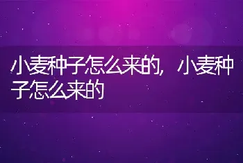 小麦种子怎么来的