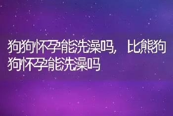 狗狗怀孕能洗澡吗,比熊狗狗怀孕能洗澡吗