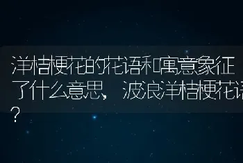 洋桔梗花的花语和寓意象征了什么意思