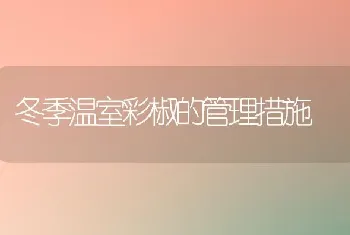 冬季温室彩椒的管理措施