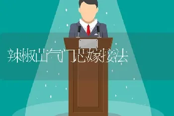 辣椒苗气门芯嫁接法