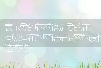 表示爱的花花语是爱的花