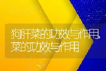 三角梅生长环境条件及特点