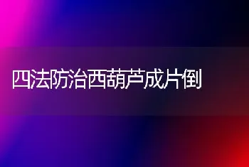 四法防治西葫芦成片倒