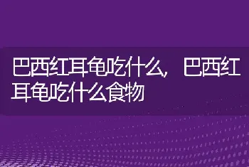 巴西红耳龟吃什么,巴西红耳龟吃什么食物