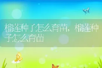 榴莲种子怎么育苗