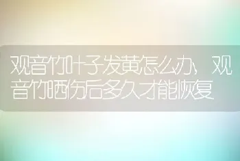 观音竹叶子发黄怎么办