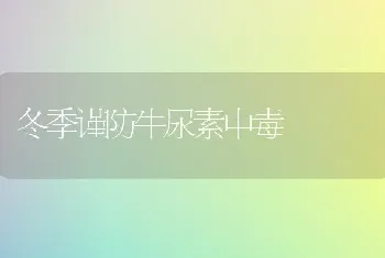 冬季谨防牛尿素中毒