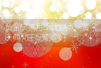 黄金庆典月季优缺点