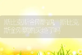 斯比克斯金刚鹦鹉,斯比克斯金刚鹦鹉灭绝了吗