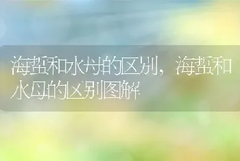 海蜇和水母的区别,海蜇和水母的区别图解