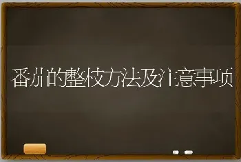 番茄的整枝方法及注意事项