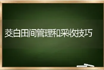 茭白田间管理和采收技巧