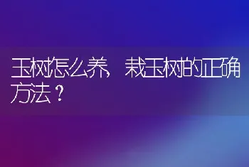 玉树怎么养