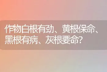 作物白根有劲、黄根保命、黑根有病、灰根要命?