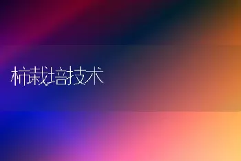 柿栽培技术