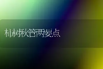 柿树秋管两要点