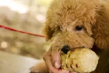 泰迪狗狗吃什么牌子的狗粮好