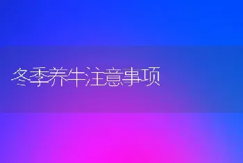 冬季养牛注意事项