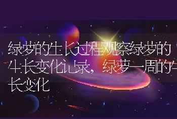 绿萝的生长过程观察绿萝的生长变化记录