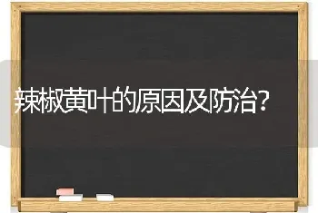 辣椒黄叶的原因及防治?