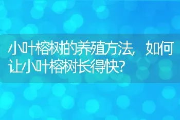 小叶榕树的养殖方法