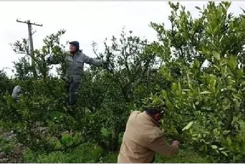 柑橘幼树春季管理技巧