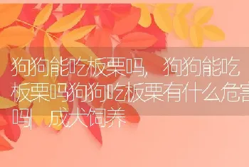 狗狗能吃板栗吗,狗狗能吃板栗吗狗狗吃板栗有什么危害吗|成犬饲养