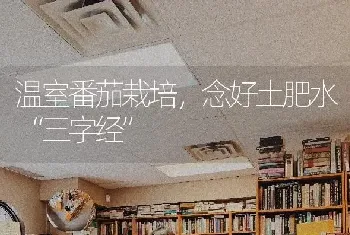 温室番茄栽培,念好土肥水“三字经”