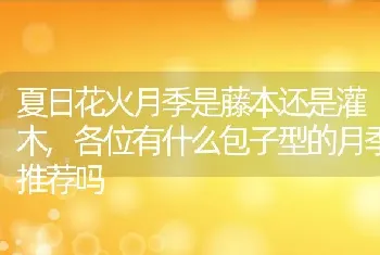 夏日花火月季是藤本还是灌木