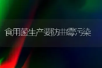 食用菌生产要防曲霉污染