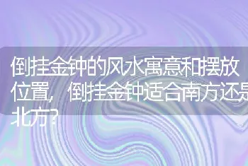 倒挂金钟的风水寓意和摆放位置