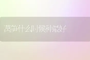 莴笋什么时候种最好