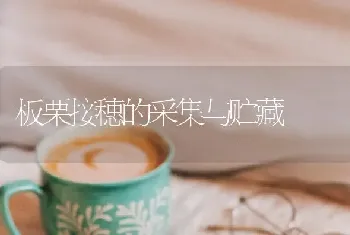 板栗接穗的采集与贮藏