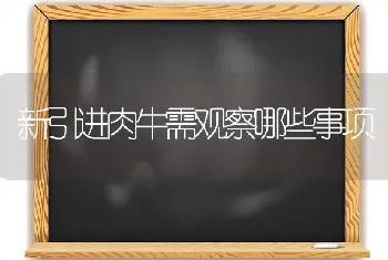 新引进肉牛需观察哪些事项