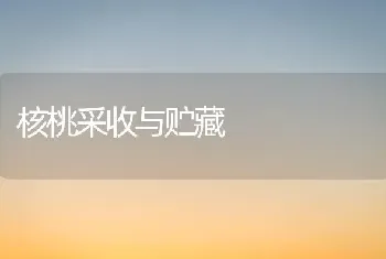 核桃采收与贮藏