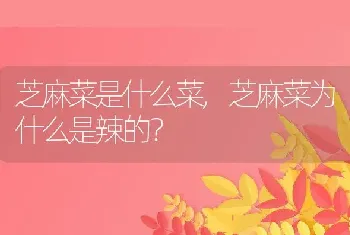 芝麻菜是什么菜