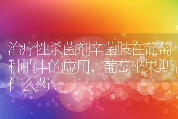 松红梅为什么不好养