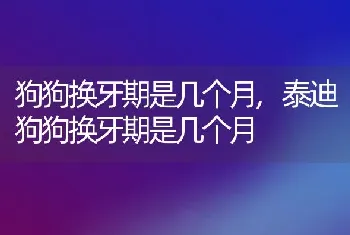 狗狗换牙期是几个月,泰迪狗狗换牙期是几个月