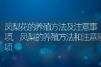 凤梨花的养殖方法及注意事项