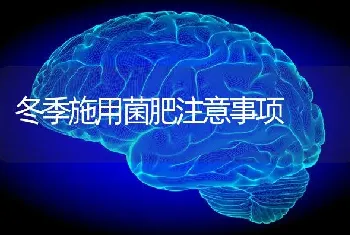 冬季施用菌肥注意事项