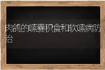 肉鸽的嗉囊积食和软嗉病防治