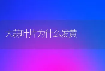 大蒜叶片为什么发黄