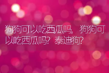 狗狗可以吃西瓜吗,狗狗可以吃西瓜吗?泰迪狗?