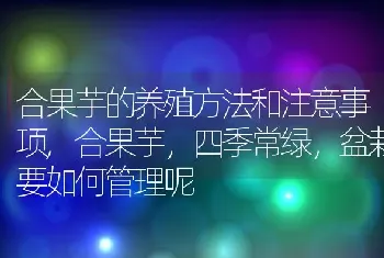 合果芋的养殖方法和注意事项